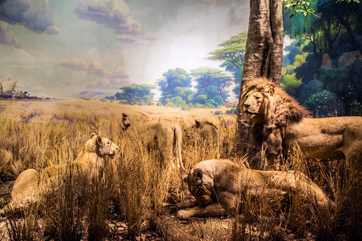Exposición museo Americano de Historia Natural - New York CityPass