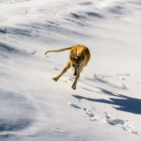 Un día en el pirineo con Turbo – viajar con perro