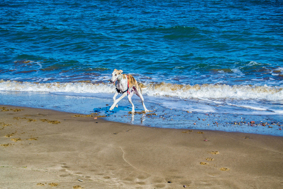 Turbo disfrutando en la playa para perros del Puig- Un día en Valencia