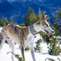 Un día en el pirineo con Turbo – viajar con perro