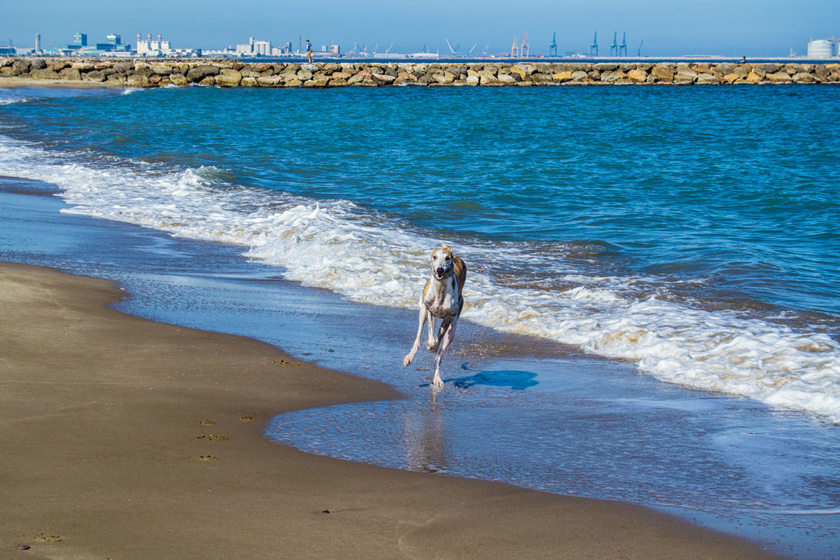 Turbo disfrutando en la playa para perros del Puig- Un día en Valencia