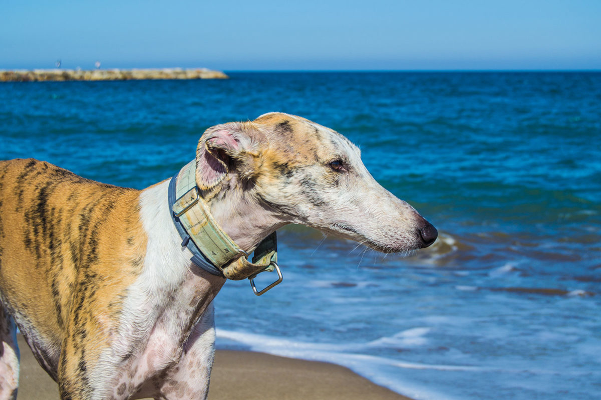 Galería: Turbo en la playa del Puig