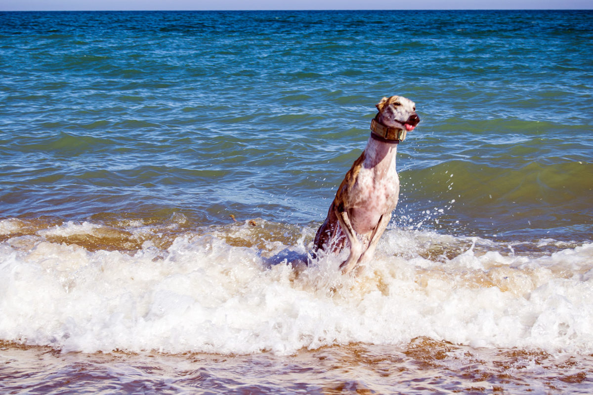 Turbo disfrutando en la playa para perros del Puig- Un día en Valencia