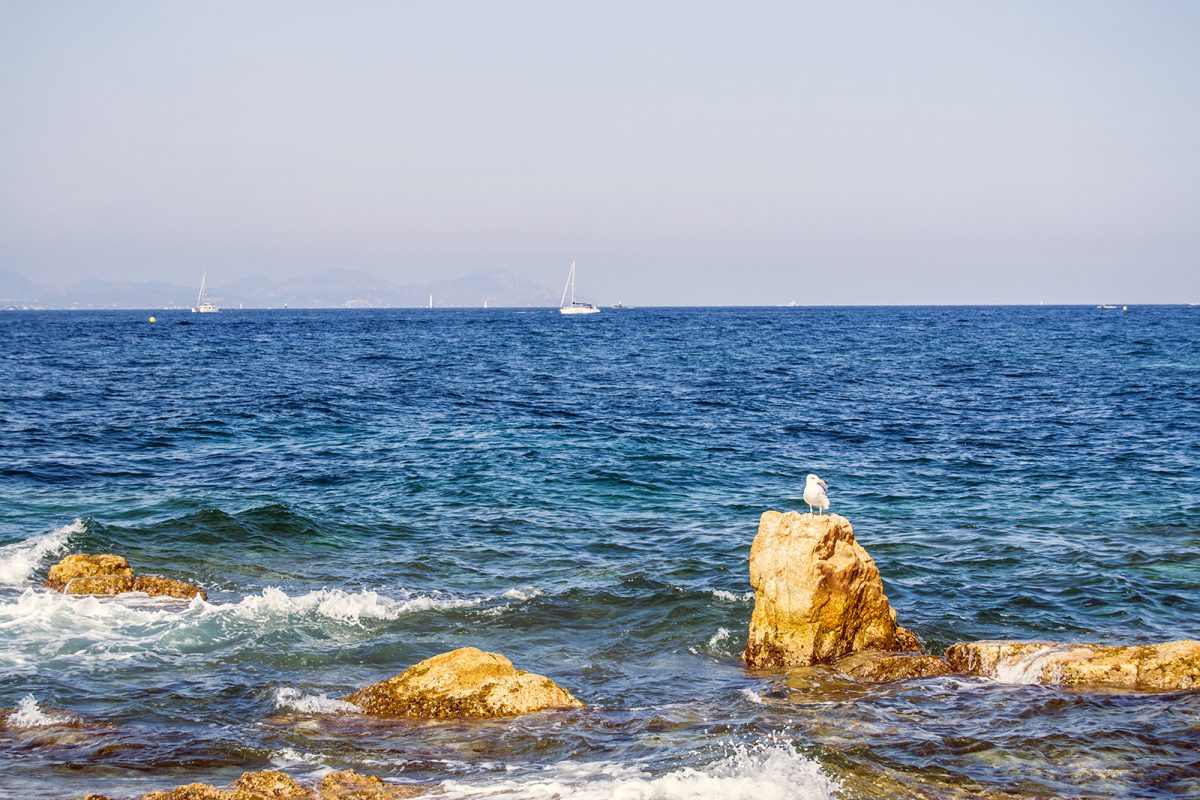 Mar y gaviotas en Saint-Tropez
